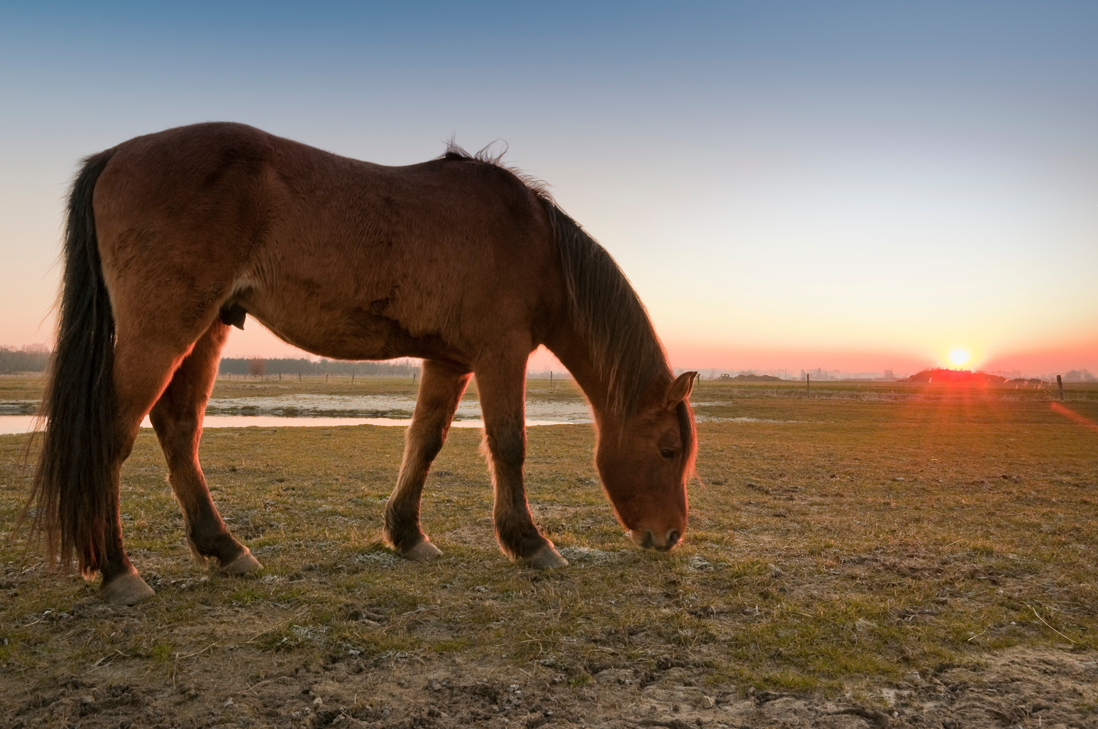 Chevaux Henson en Paturâge d'hiver.