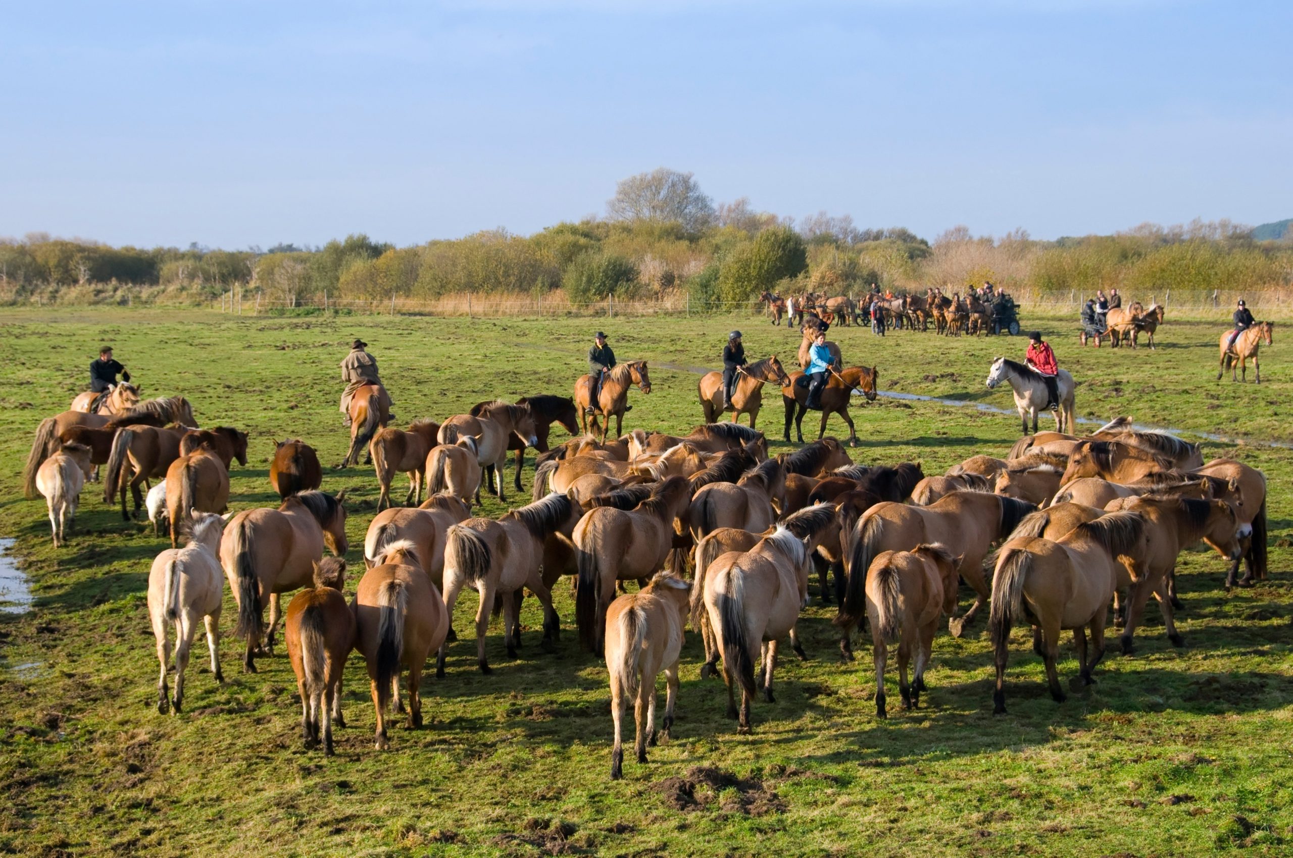 Balade à cheval en Baie de Somme : les 5 plus beaux circuits (+ conseils pratiques)