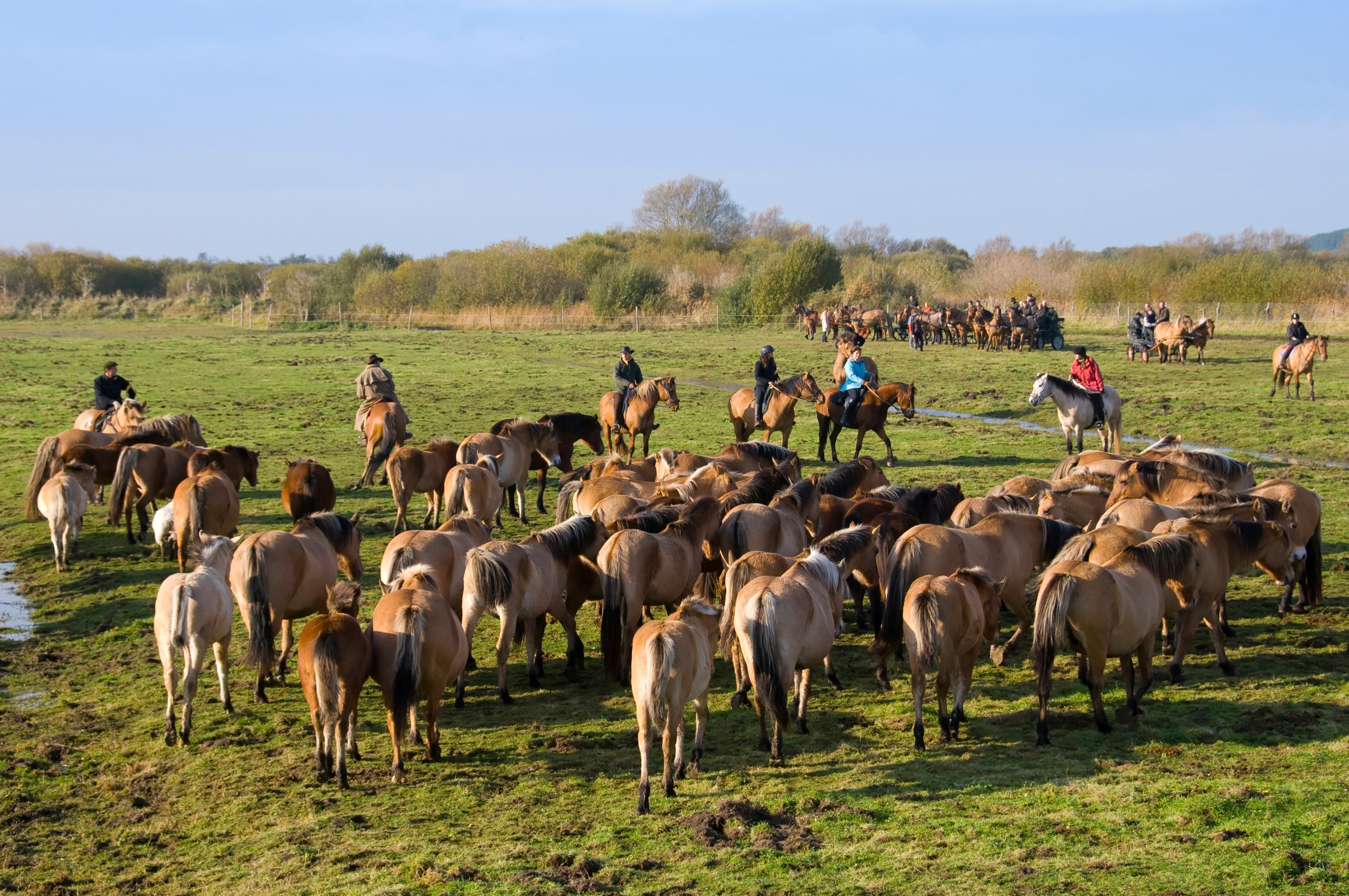 Transhenson 2008 - Rassemblement du troupeau de chevaux Henson en Baie de Somme