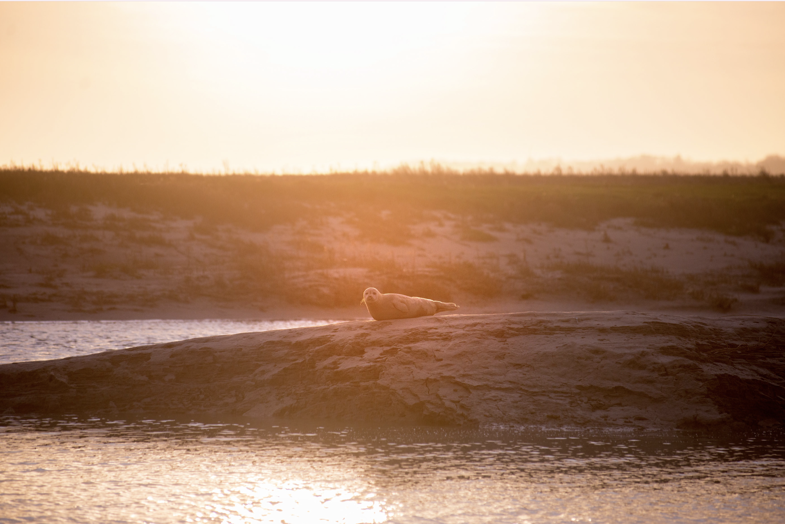 La Baie de Somme en hiver : pourquoi (et comment) la visiter hors saison