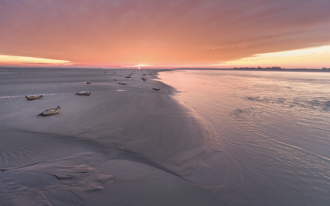 Traversée de la Baie de Somme : guide complet (tarifs, guides, conseils)