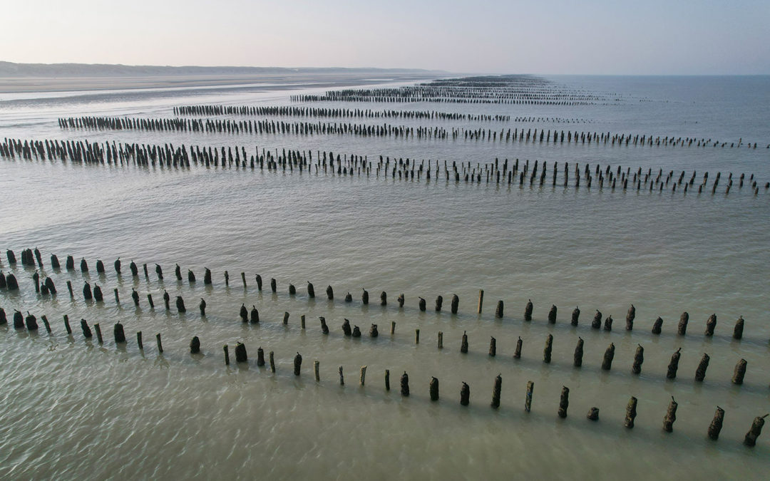 Festival de l’Oiseau et de la Nature 2026 : un événement nature incontournable en Baie de Somme