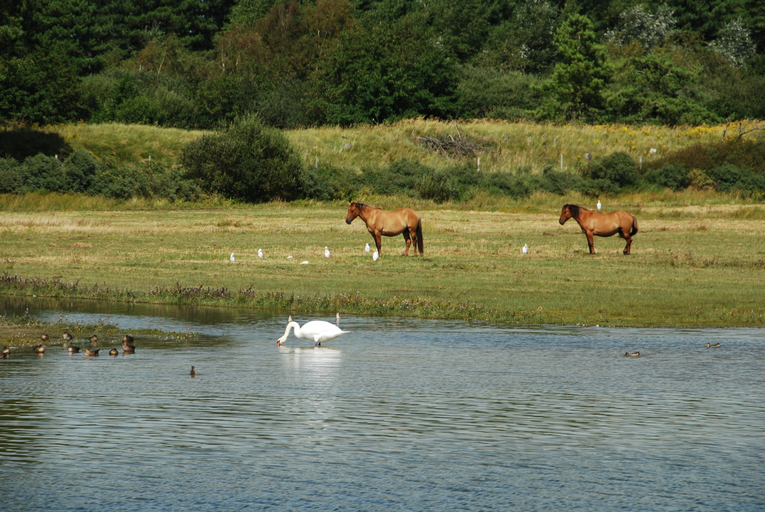Parc du Marquenterre, baie de Somme, France