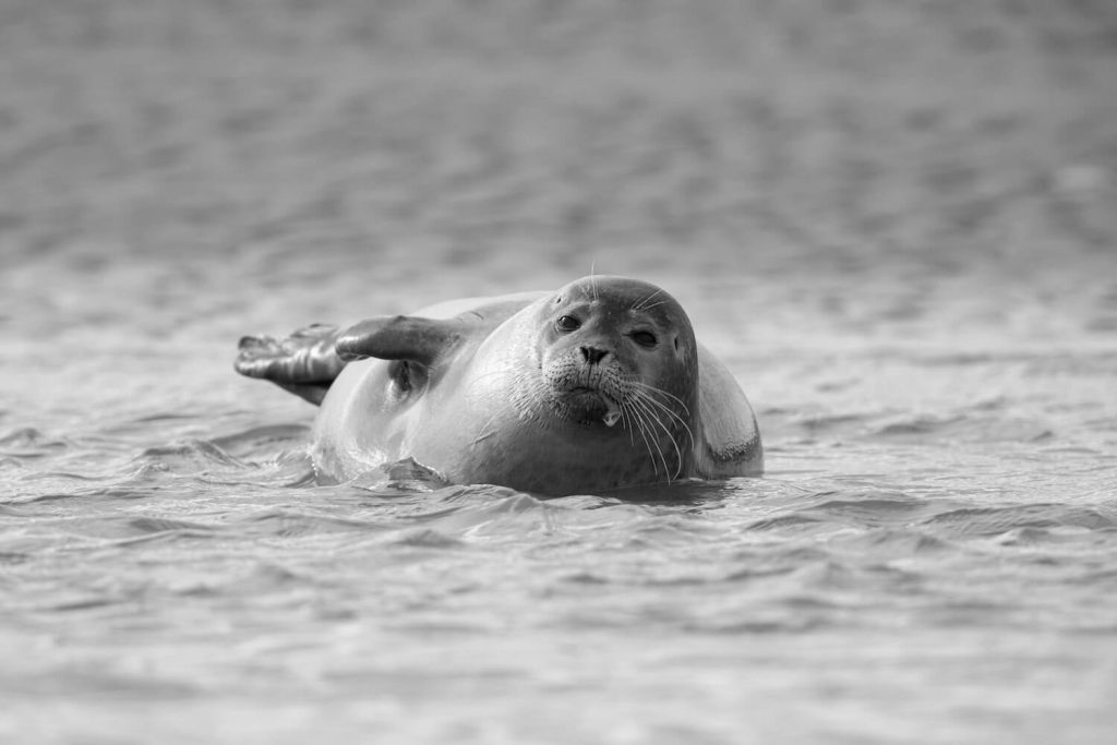 respecter la distance pour observer les phoques sans les deranger