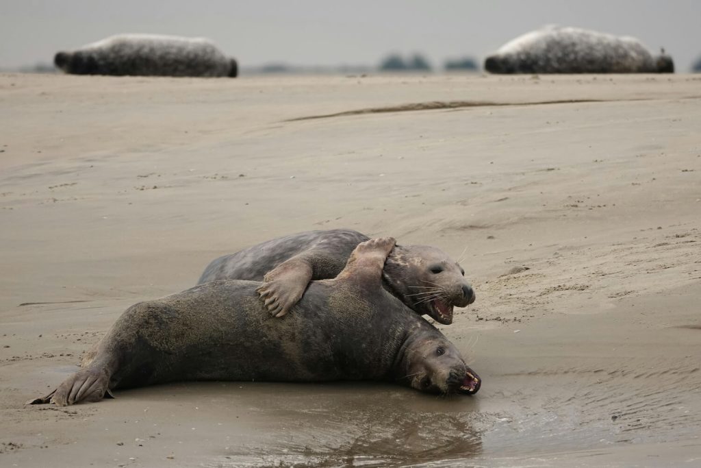 observation des phoques sur le sable en baie de somme