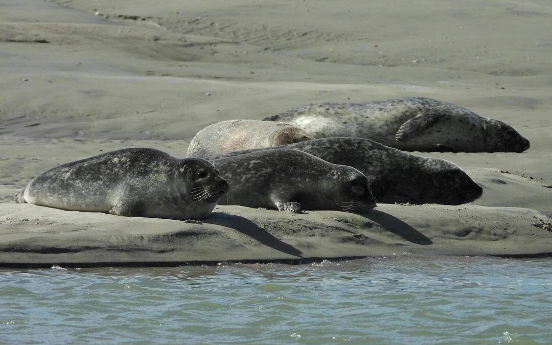 Quand voir les phoques en Baie de Somme : tout ce qu’il faut savoir pour une observation réussie