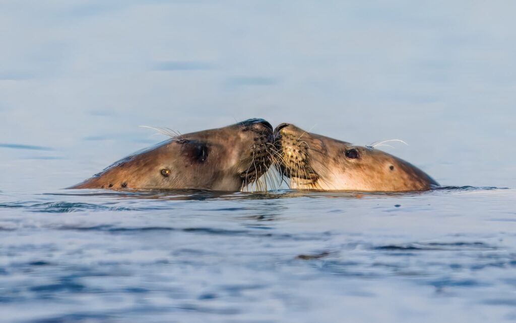 ou voir les phoques en baie de somme ?